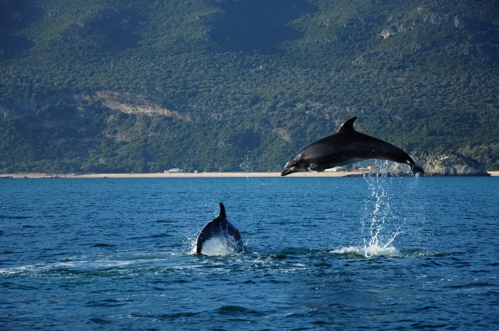 Bottlenose dolphins leaping in the Sado estuary, with the Arrábida coast behind